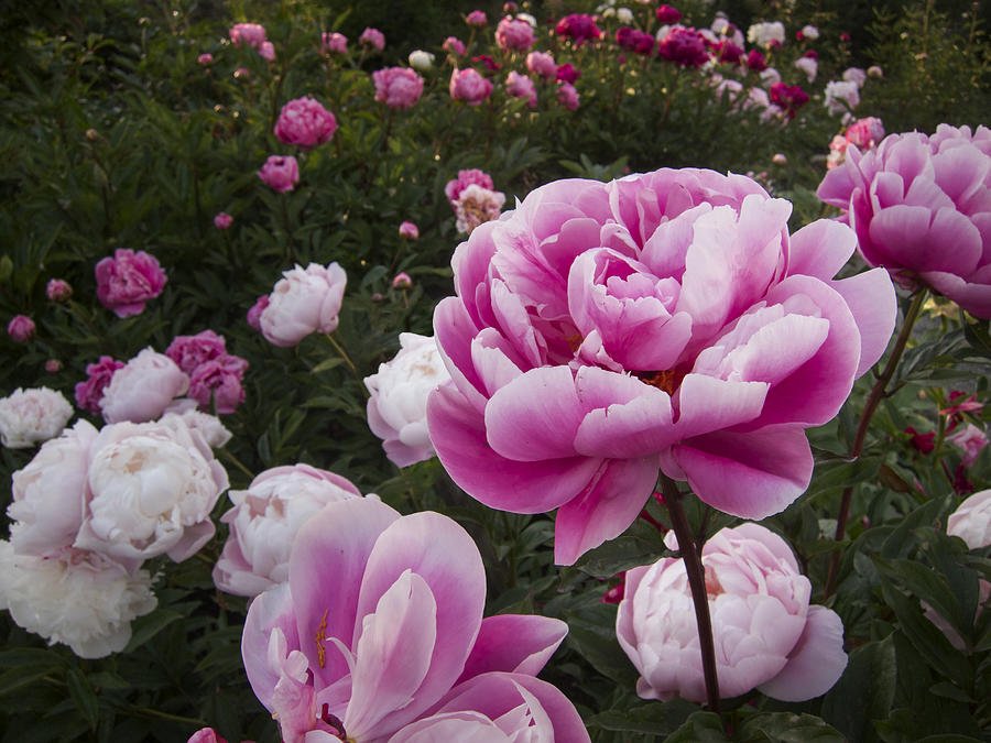 🌸 명승 스카가와 모란원 (메이쇼 스카가와 보탄엔) 이미지 11